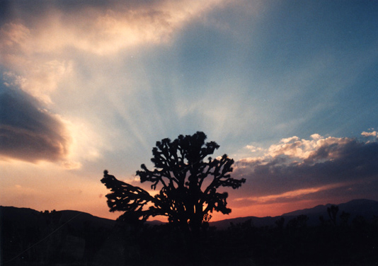 Sunset Tree